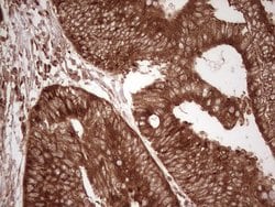 WIBG Monoclonal Antibody (OTI5E2), TrueMAB , OriGene 100 &mu;L; Unconjugated:Antibodies,