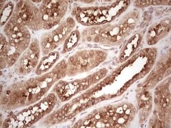 WIBG Monoclonal Antibody (OTI5E2), TrueMAB , OriGene 100 &mu;L; Unconjugated:Antibodies,