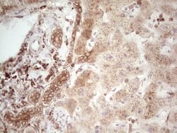 WIBG Monoclonal Antibody (OTI5E2), TrueMAB , OriGene 100 &mu;L; Unconjugated:Antibodies,