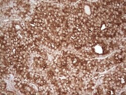 WIBG Monoclonal Antibody (OTI9C7), TrueMAB , OriGene 100 &mu;L; Unconjugated:Antibodies,