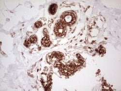 WIBG Monoclonal Antibody (OTI9C7), TrueMAB , OriGene 100 &mu;L; Unconjugated:Antibodies,