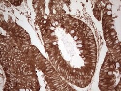 WIBG Monoclonal Antibody (OTI9C7), TrueMAB , OriGene 100 &mu;L; Unconjugated:Antibodies,