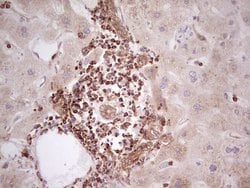 WIBG Monoclonal Antibody (OTI9C7), TrueMAB , OriGene 100 &mu;L; Unconjugated:Antibodies,