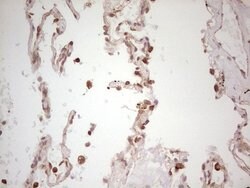 WIBG Monoclonal Antibody (OTI9C7), TrueMAB , OriGene 100 &mu;L; Unconjugated:Antibodies,