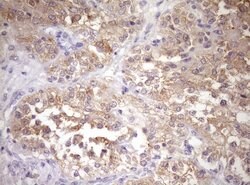 WIBG Mouse anti-Human, Clone: OTI1E10, lyophilized, TrueMAB 100 &mu;g | Buy Online | Origene Technologies | Fisher Scientific