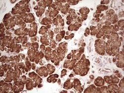 WIBG Monoclonal Antibody (OTI2C1), TrueMAB , OriGene 100 &mu;L; Unconjugated:Antibodies,