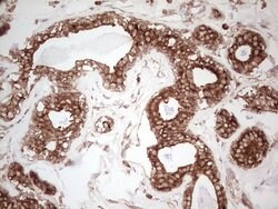 WIBG Monoclonal Antibody (OTI2C1), TrueMAB , OriGene 100 &mu;L; Unconjugated:Antibodies,