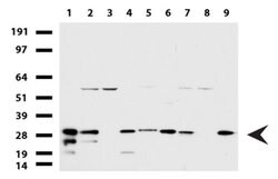 WIBG Mouse anti-Human, Clone: UMAB208, liquid, UltraMAB 30 &mu;L; Unconjugated:Antibodies,