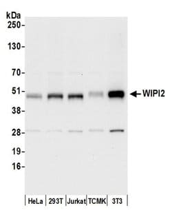 WIPI2 Polyclonal Antibody, Bethyl Laboratories 20 &mu;L | Buy Online | Bethyl Laboratories, Inc | Fisher Scientific