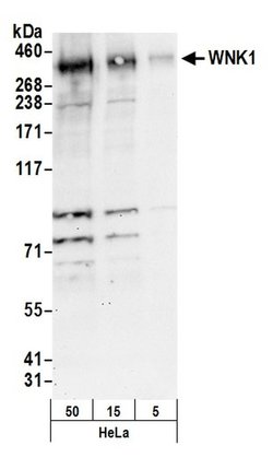 WNK1 Rabbit anti-Human, Polyclonal, Bethyl Laboratories 100 &mu;L; Unconjugated:Antibodies,