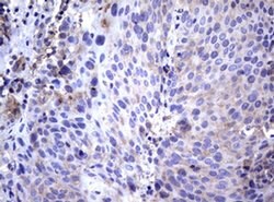WNT3 Monoclonal Antibody (OTI1C5), TrueMAB , OriGene 100 &mu;L; Unconjugated:Antibodies,