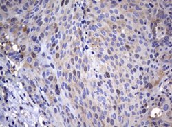 WNT3 Monoclonal Antibody (OTI1F6), TrueMAB , OriGene:Antibodies:Primary