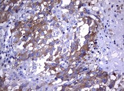 WNT3 Monoclonal Antibody (OTI1F6), TrueMAB , OriGene:Antibodies:Primary