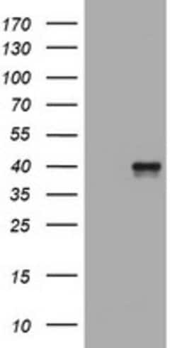 WNT3 Mouse anti-Human, Clone: OTI1D9, lyophilized, TrueMAB 100 &mu;g | Buy Online | Origene Technologies | Fisher Scientific