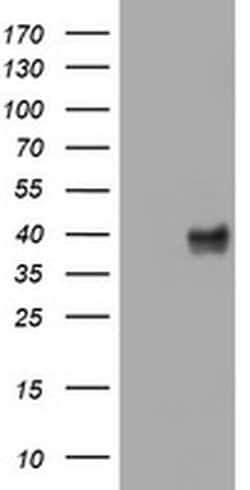 WNT3 Monoclonal Antibody (OTI1F6), TrueMAB , OriGene 100 &mu;L; Unconjugated:Antibodies,