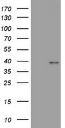 WNT3 Mouse anti-Human, Clone: OTI2D4, lyophilized, TrueMAB 100 &mu;g; Unconjugated:Antibodies,