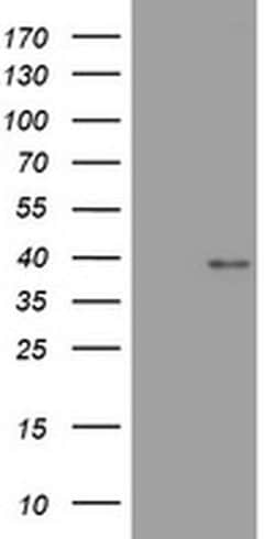 WNT3 Monoclonal Antibody (OTI2D4), TrueMAB , OriGene 100 &mu;L; Unconjugated:Antibodies,