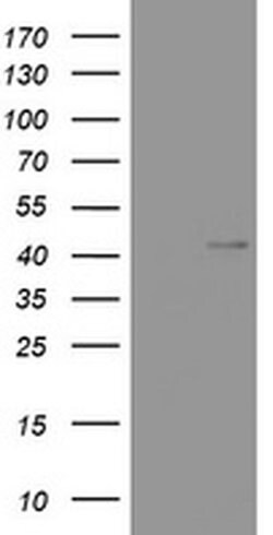 WNT3 Monoclonal Antibody (OTI2A4), TrueMAB , OriGene 100 &mu;L; Unconjugated:Antibodies,