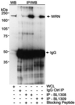 WRN Rabbit anti-Human, Polyclonal, Bethyl Laboratories 100 &mu;L; Unconjugated:Antibodies,