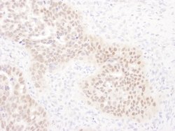 WRNIP1 Rabbit anti-Human, Polyclonal, Bethyl Laboratories 100 &mu;L; Unconjugated:Antibodies,