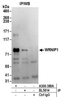 WRNIP1 Rabbit anti-Human, Polyclonal, Bethyl Laboratories 100 &mu;L; Unconjugated:Antibodies,