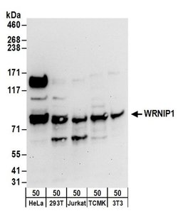 WRNIP1 Rabbit anti-Human, Polyclonal, Bethyl Laboratories 100 &mu;L; Unconjugated:Antibodies,