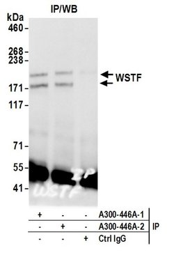 WSTF Rabbit anti-Human, Polyclonal, Bethyl Laboratories 100 &mu;L; Unconjugated:Antibodies,