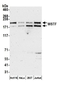 WSTF Rabbit anti-Human, Polyclonal, Bethyl Laboratories 100 &mu;L; Unconjugated:Antibodies,