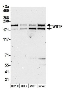 WSTF Polyclonal Antibody, Bethyl Laboratories 20 &mu;l; Unlabeled:Antibodies,