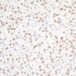 WTAP Rabbit anti-Human, Polyclonal, Bethyl Laboratories 100 &mu;L; Unconjugated:Antibodies,