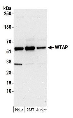 WTAP Rabbit anti-Human, Polyclonal, Bethyl Laboratories 100 &mu;L; Unconjugated:Antibodies,