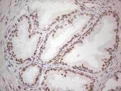 WTAP Mouse anti-Human, Clone: OTI6H3, lyophilized, TrueMAB 100 &mu;g; Unconjugated:Antibodies,