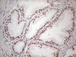 WTAP Mouse anti-Human, Clone: OTI6H3, liquid, TrueMAB 100 &mu;L; Unconjugated:Antibodies,