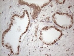 WTAP Mouse anti-Human, Clone: OTI6H3, lyophilized, TrueMAB 100 &mu;g; Unconjugated:Antibodies,