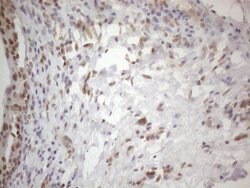WTAP Mouse anti-Human, Clone: OTI6H3, lyophilized, TrueMAB 100 &mu;g; Unconjugated:Antibodies,