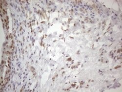 WTAP Mouse anti-Human, Clone: OTI6H3, liquid, TrueMAB 100 &mu;L; Unconjugated:Antibodies,