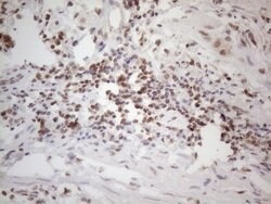 WTAP Mouse anti-Human, Clone: OTI6H3, lyophilized, TrueMAB 100 &mu;g; Unconjugated:Antibodies,