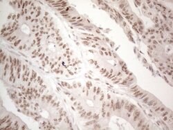 WTAP Mouse anti-Human, Clone: OTI6H3, lyophilized, TrueMAB 100 &mu;g; Unconjugated:Antibodies,