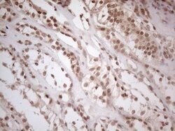 WTAP Mouse anti-Human, Clone: OTI6H3, lyophilized, TrueMAB 100 &mu;g; Unconjugated:Antibodies,