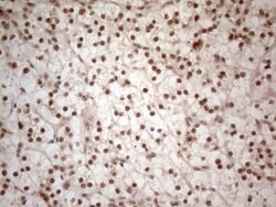 WTAP Mouse anti-Human, Clone: OTI6H3, lyophilized, TrueMAB 100 &mu;g; Unconjugated:Antibodies,