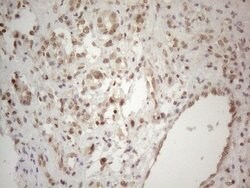 WTAP Mouse anti-Human, Clone: OTI6H3, lyophilized, TrueMAB 100 &mu;g; Unconjugated:Antibodies,