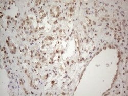 WTAP Mouse anti-Human, Clone: OTI6H3, liquid, TrueMAB 100 &mu;L; Unconjugated:Antibodies,
