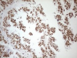 WTAP Monoclonal Antibody (OTI12G7), TrueMAB , OriGene 100 &mu;L; Unconjugated:Antibodies,