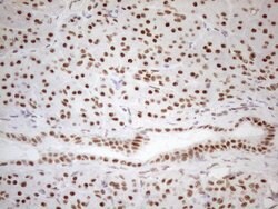 WTAP Monoclonal Antibody (OTI12G7), TrueMAB , OriGene 100 &mu;L; Unconjugated:Antibodies,