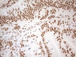 WTAP Monoclonal Antibody (OTI12G7), TrueMAB , OriGene 100 &mu;L; Unconjugated:Antibodies,