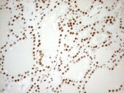 WTAP Monoclonal Antibody (OTI12G7), TrueMAB , OriGene 100 &mu;L; Unconjugated:Antibodies,