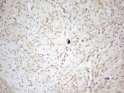 WTAP Monoclonal Antibody (OTI12G7), TrueMAB , OriGene 100 &mu;L; Unconjugated:Antibodies,