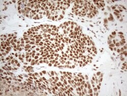 WTAP Monoclonal Antibody (OTI12G7), TrueMAB , OriGene 100 &mu;L; Unconjugated:Antibodies,