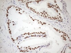 WTAP Monoclonal Antibody (OTI12G7), TrueMAB , OriGene 100 &mu;L; Unconjugated:Antibodies,