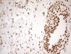 WTAP Monoclonal Antibody (OTI12G7), TrueMAB , OriGene 100 &mu;L; Unconjugated:Antibodies,